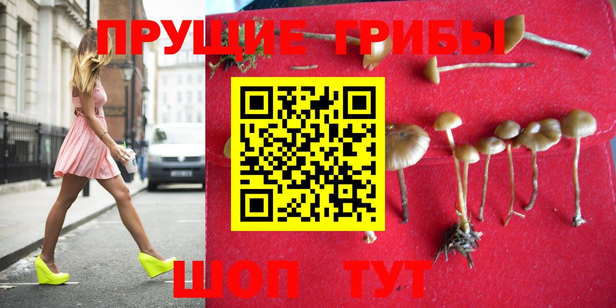 Галлюциногенные грибы Psilocybine cubensis Энгельс